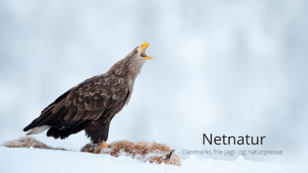 Atter en havørn giftdræbt med carbofuran Smukt illustreret bog om havørnen