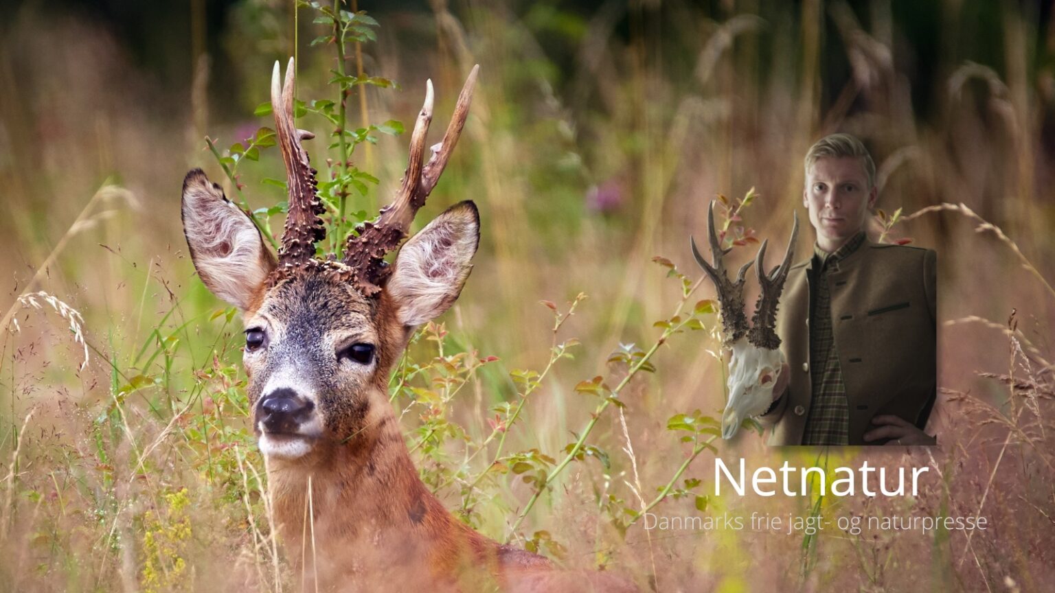 Nyt og gode råd om svensk bukkejagt