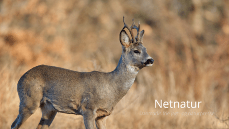 Råvildt omtrent udryddet af svælgbremselarver