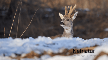 Hjælp til råvildt i sne