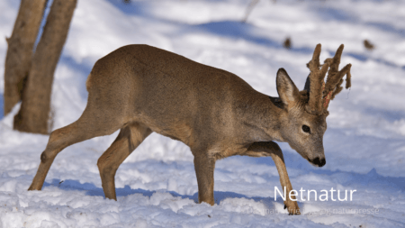 Støtte til vildtforskning