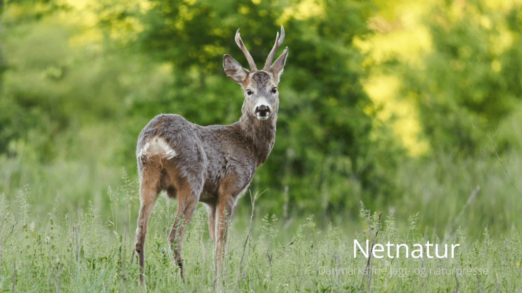 Hvornår begynder bukkejagten?