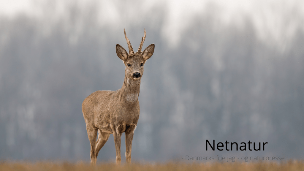 Råvildt og dåvildt - hvordan lever de sammen?