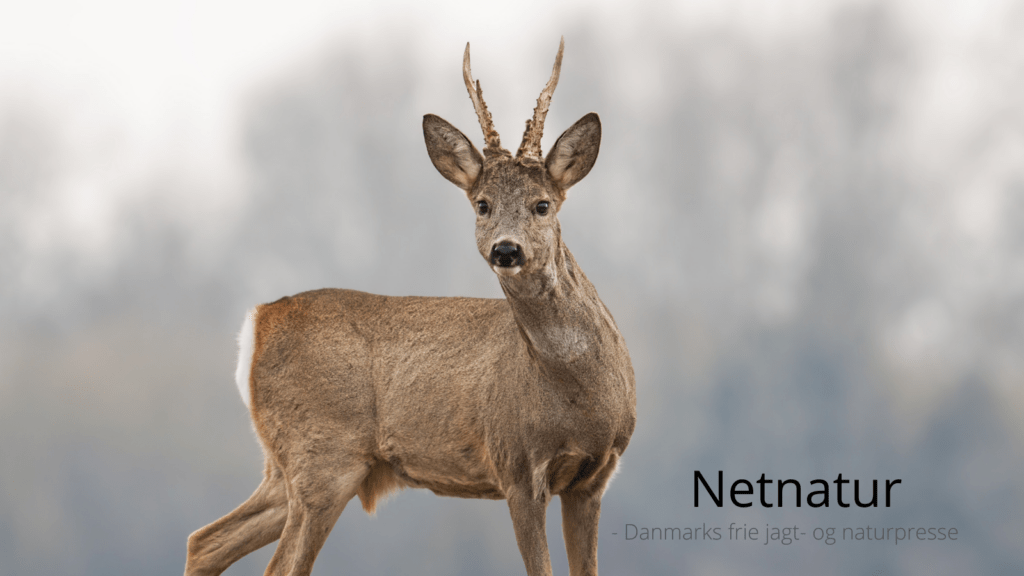 Højskoleelever på Djursland får ro og råvildt på radaren