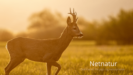 Norsk jagttegn - sådan gør du