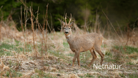Bred accept af jagt i Danmark Bred accept af jagt i Danmark