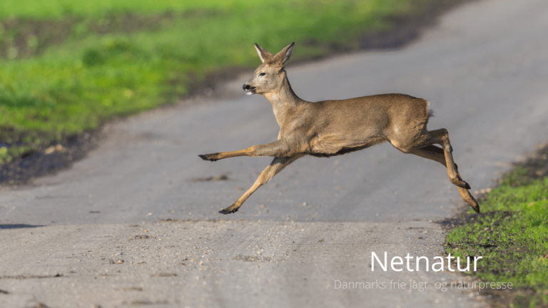 Sådan foretrækker jægere at nedlægge råvildt med hagl