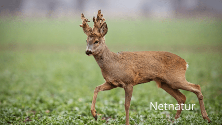 Læserbrev forholder sig til konsekvenserne af Jægerforbundets modstand mod fodring af hjortevildt