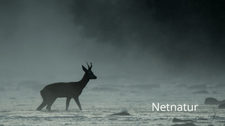 Hvordan straffes krybskytteri i Danmark?