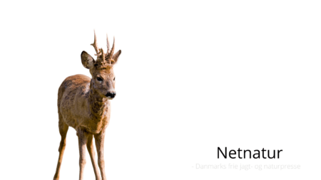 De 3 mest læste lige nu