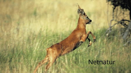 Bukke-rekorder og udbytte