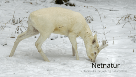 Hvornår begynder bukkejagten?