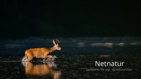 Vildtkamera: De bedste foto og videooptagelser