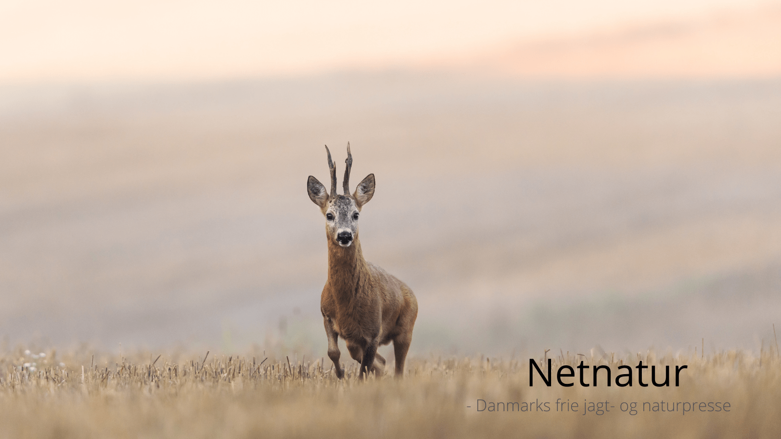 Jagtrejse - bukkejagt