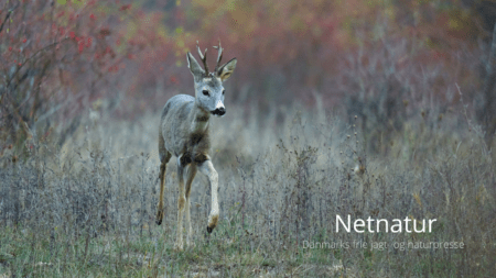 Brug af vildtkamera: Hvad siger loven?