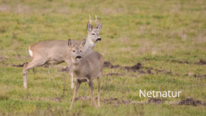 Lad op til bukkejagten ved at kigge bukke ud