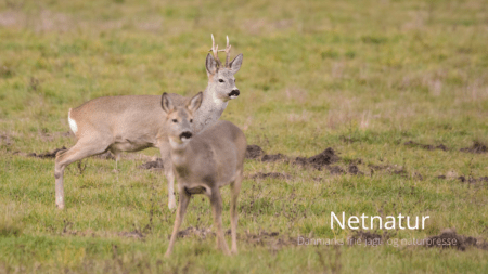 Lad op til bukkejagten ved at kigge bukke ud