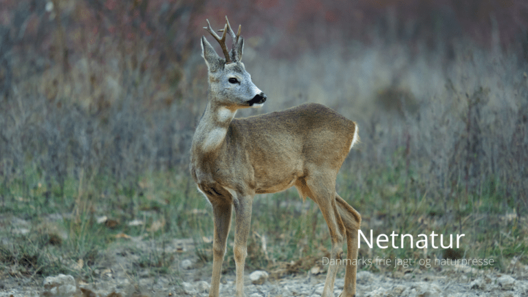 Svensk bukkejagt på bagkant