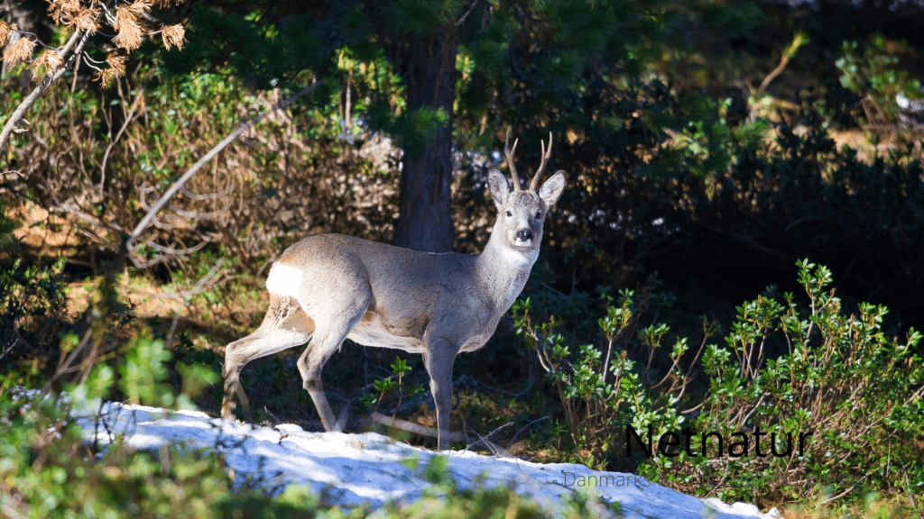 Rewilding: forskning eller politisk projekt?