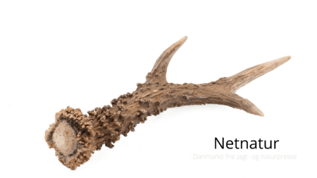 Jægernes Naturfond - hvad sker i fremtiden?