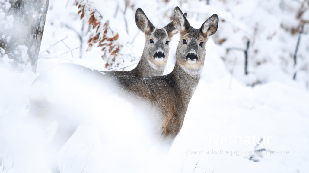 Hovedskud til hjortevildt