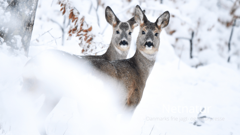 Hovedskud til hjortevildt