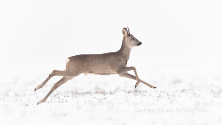 Råvildt og forstyrrelse