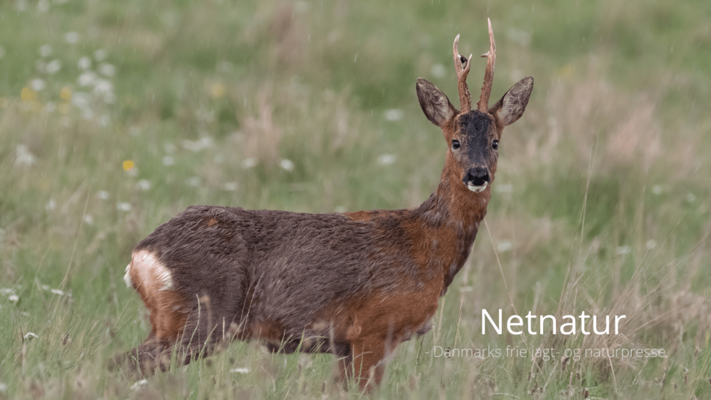 Nedtællingen til bukkejagten er i gang