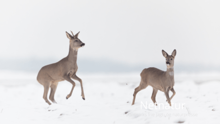 Hvad sker der ved kugletræf og piletræf?