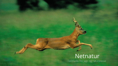 Husk nu schweisshunden