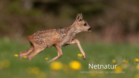 Kan naturens magi overleve blandt husdyr under hegn?