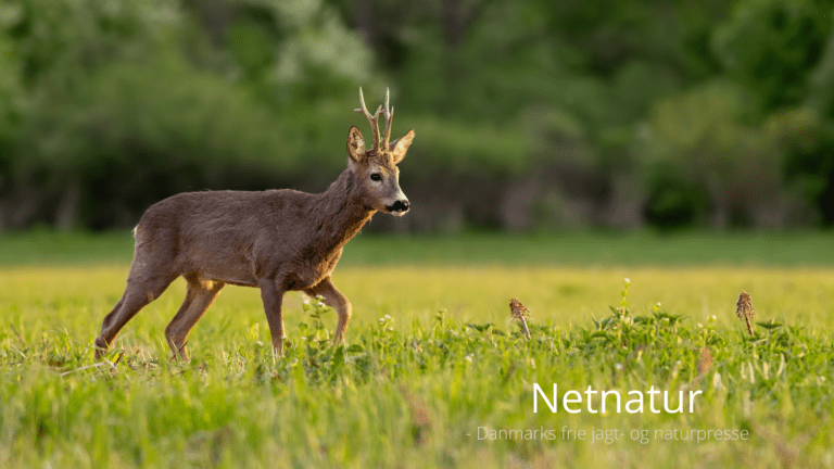 Debat om etik og lange riffelskud over 100 meter