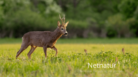 NK Outdoor opgraderer