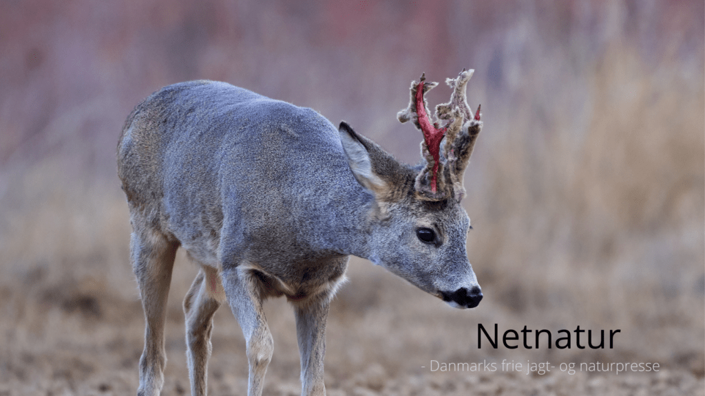 Bukkejagt og vildtforvaltning