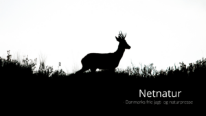 Privat anholdelse ved krybskytteri