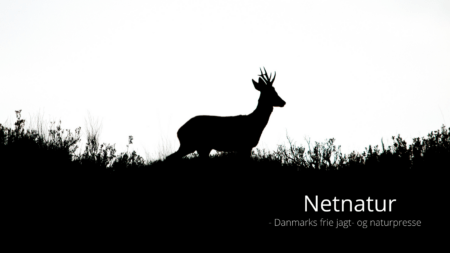 Privat anholdelse ved krybskytteri