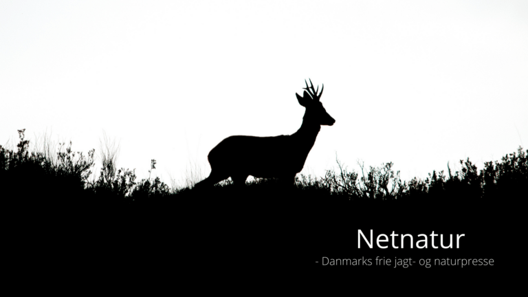 Privat anholdelse af krybskytte Privat anholdelse ved krybskytteri