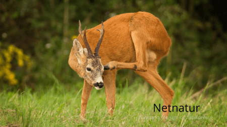 Er det sådan DJ tegner din fremtid?