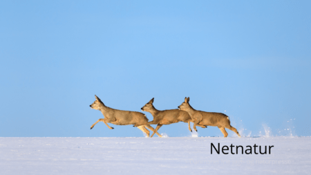 Niels Søndergaard: Sammen står vi stærkere