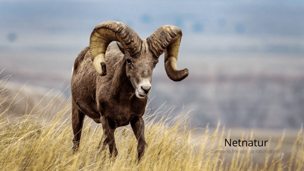 Kendt jæger drak te med Osama bin Laden