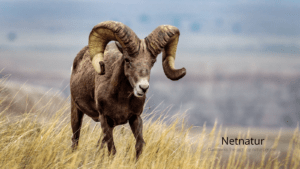 Kendt jæger drak te med Osama bin Laden