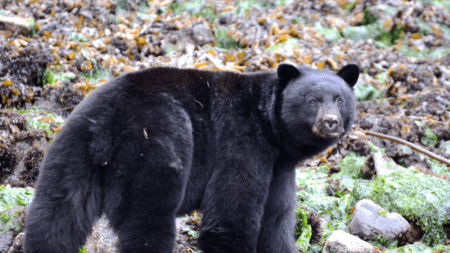 Vind en jagtrejse til Canada