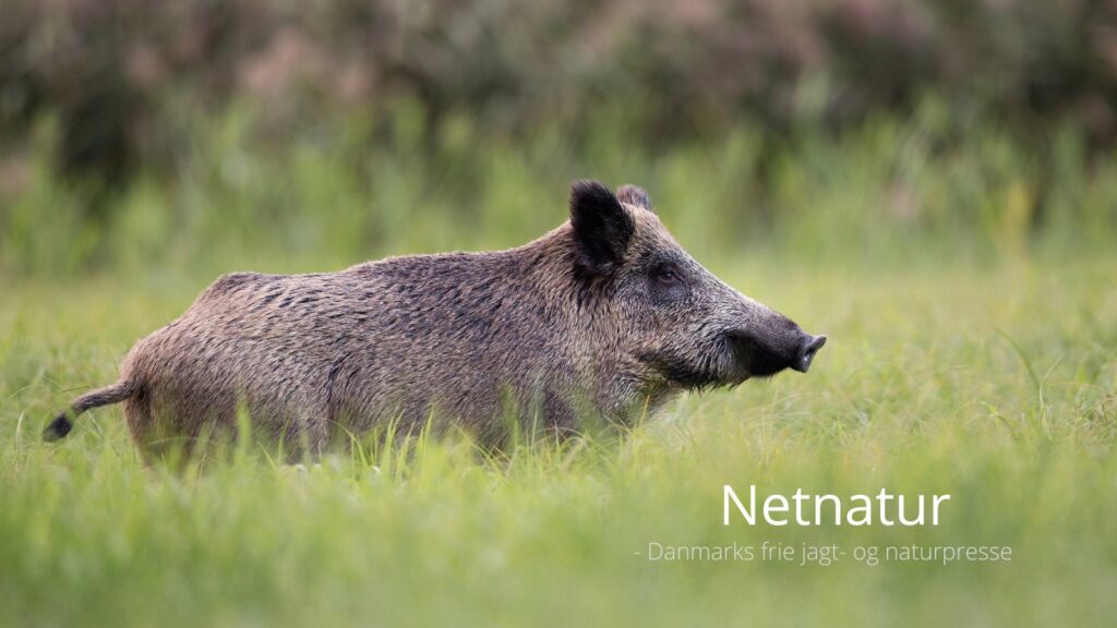 Afrikansk Svinepest Sverige