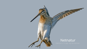 Dobbeltbekkasinen – en musikalsk vadefugl Dobbeltbekkasinen - en musikalsk vadefugl