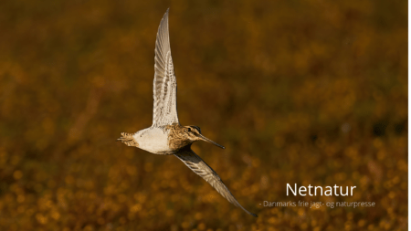 Jagthund til bekkasinjagt