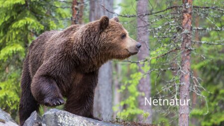 Bjørneangreb undersøges