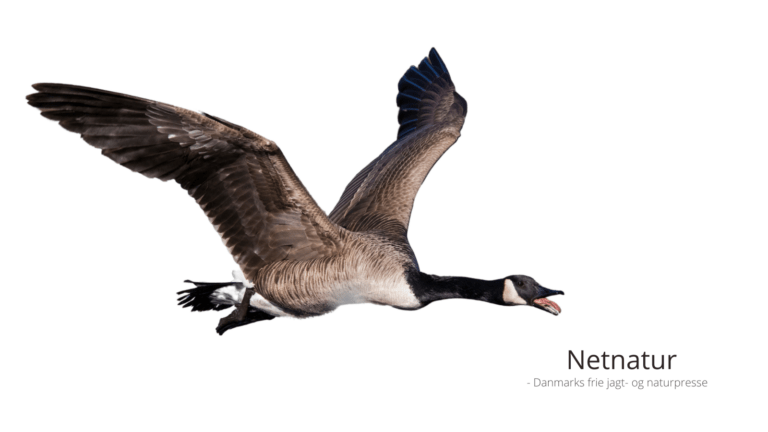 Canadagås: Udbytte tegner dramatisk udvikling