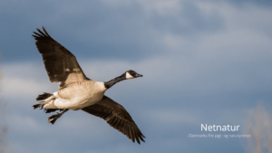 Canadagåsen – størst men stadig invasiv Canadagåsen - størst men stadig invasiv