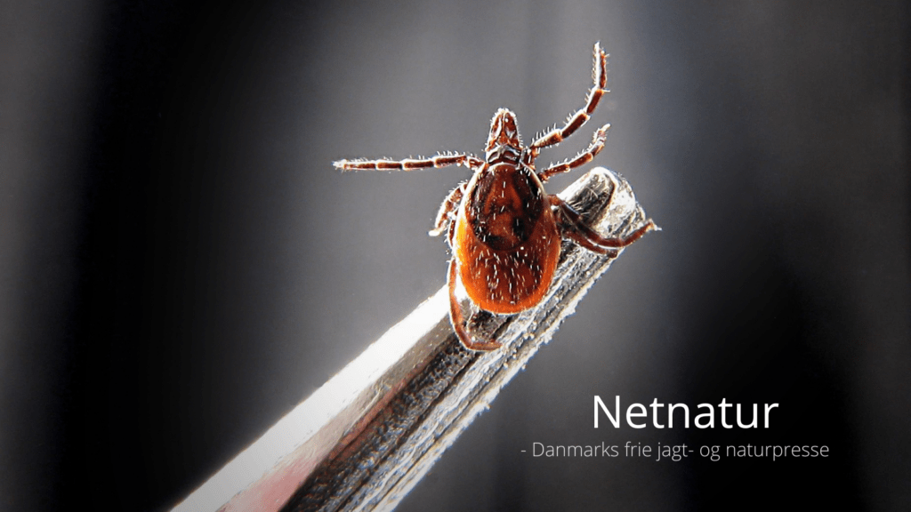 Flere smittet med TBE