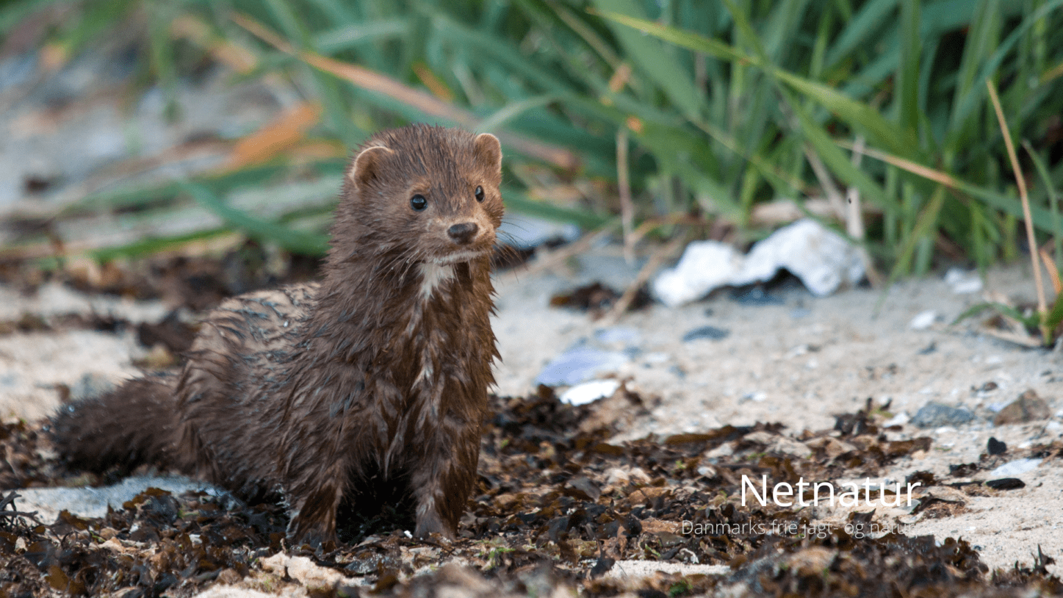 Mink på vej tilbage til Danmark – og dansk natur Mink på vej tilbage til Danmark - og dansk natur